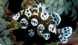 Juvenile Sweetlips, Komodo 2005. by Chris Wildblood 